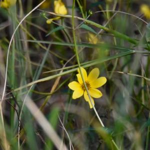 yellow flower bidens genus